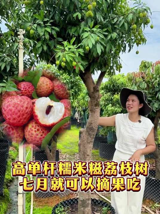 软糯香甜的糯米糍荔枝你爱吃吗？已经硕果累累啦