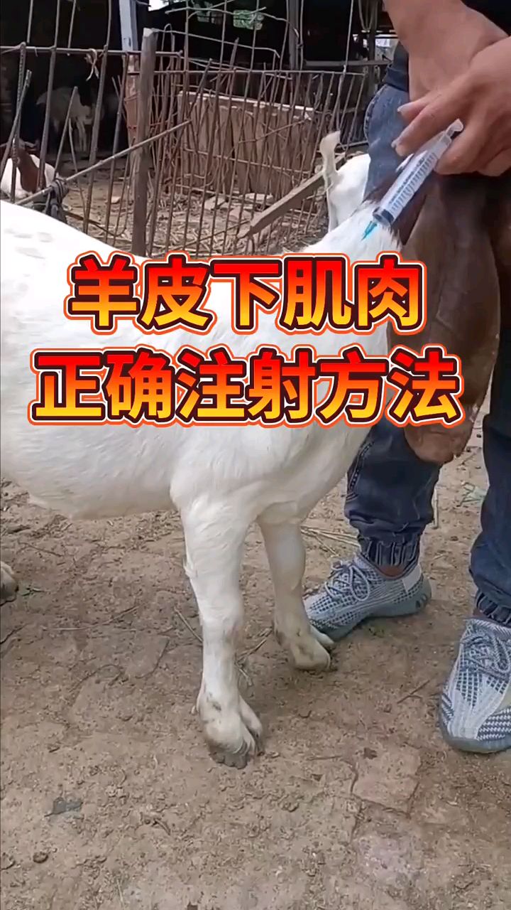 羊皮下肌肉注射,正确方法