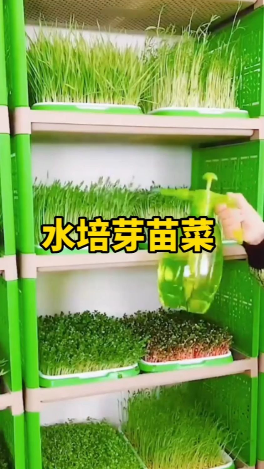 水培芽苗菜 #适合家庭种植 #无土栽培芽苗菜