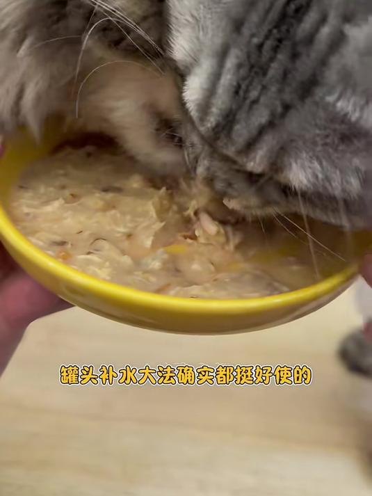 四大热门补水猫罐头测评!