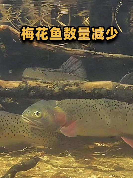 神秘梅花鱼起死回生?在秦岭深处大群出现,这么多还需要保护吗?