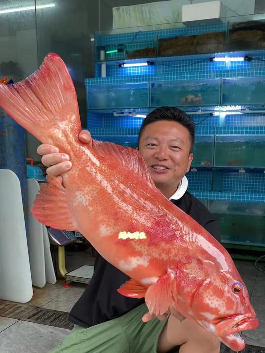 超大野生东星斑,鱼头双色剁椒蒸,鱼肉和肥肠做个伴,太美味了!