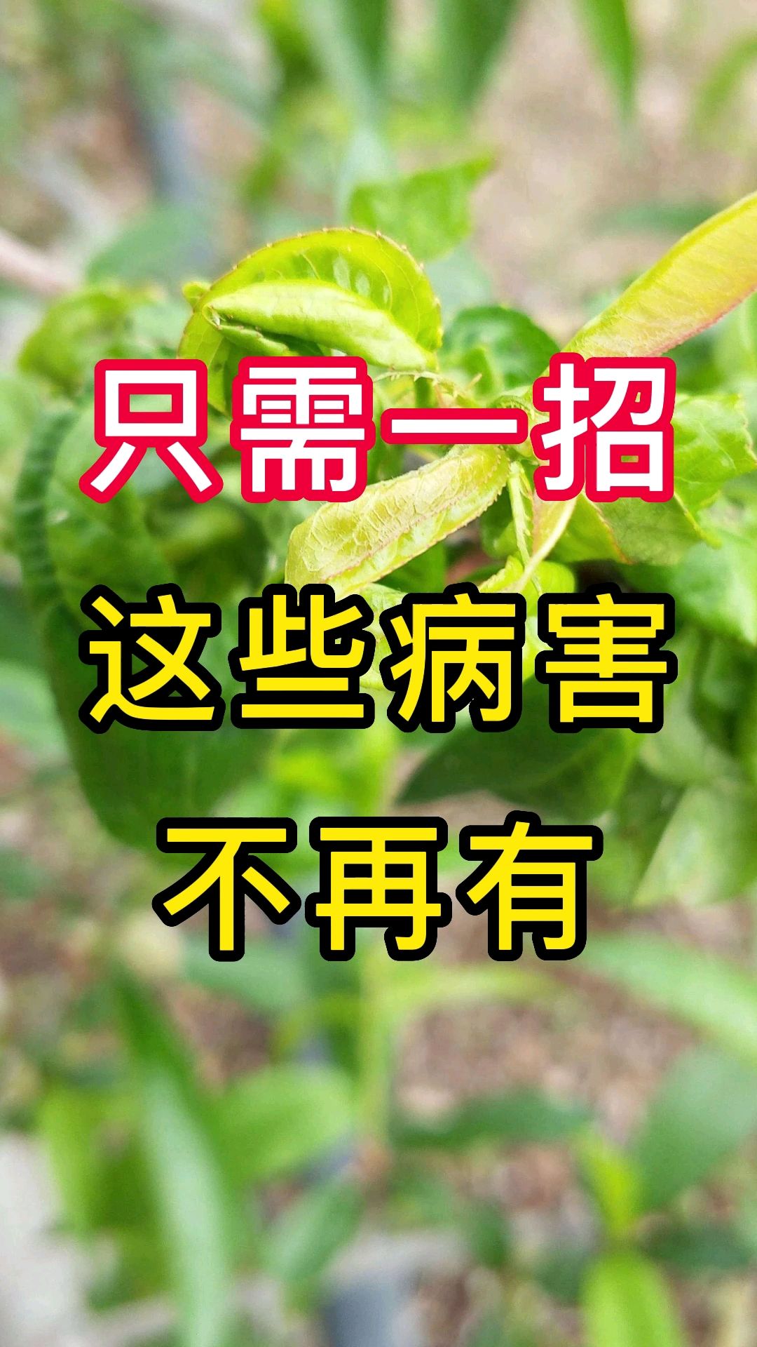 作物细菌病害怎么用药?用什么效果好?角斑病软腐病溃疡病穿孔病流胶病包括黑斑病姜瘟