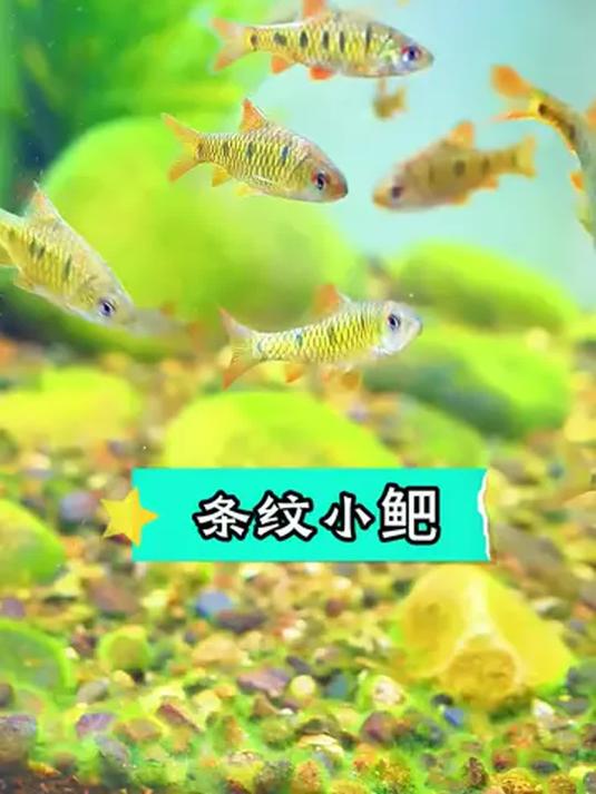 冷水鱼条纹小鲃好养能除藻 群游美如画 你养不养