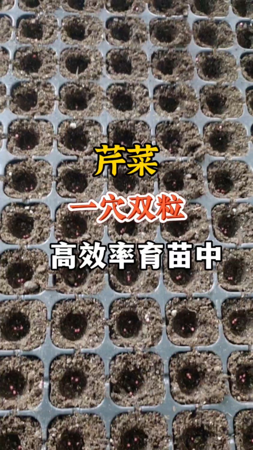 芹菜全自动穴盘播种机,一穴双粒,高效率育苗中。
