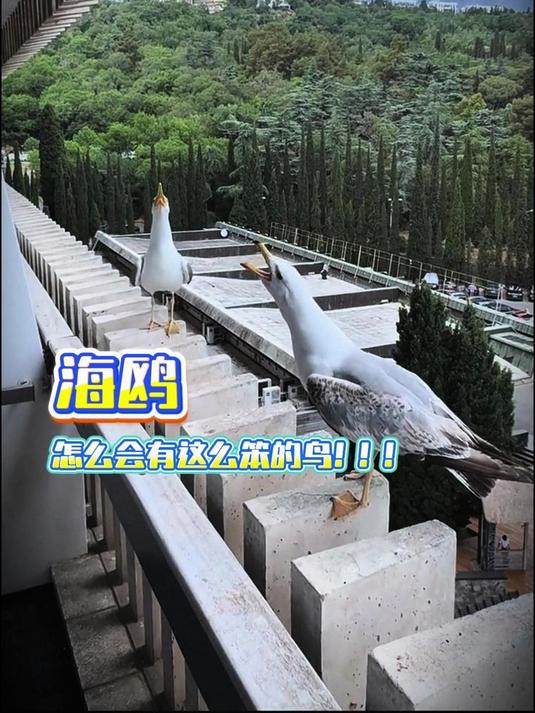 海鸥仰天长“笑”!