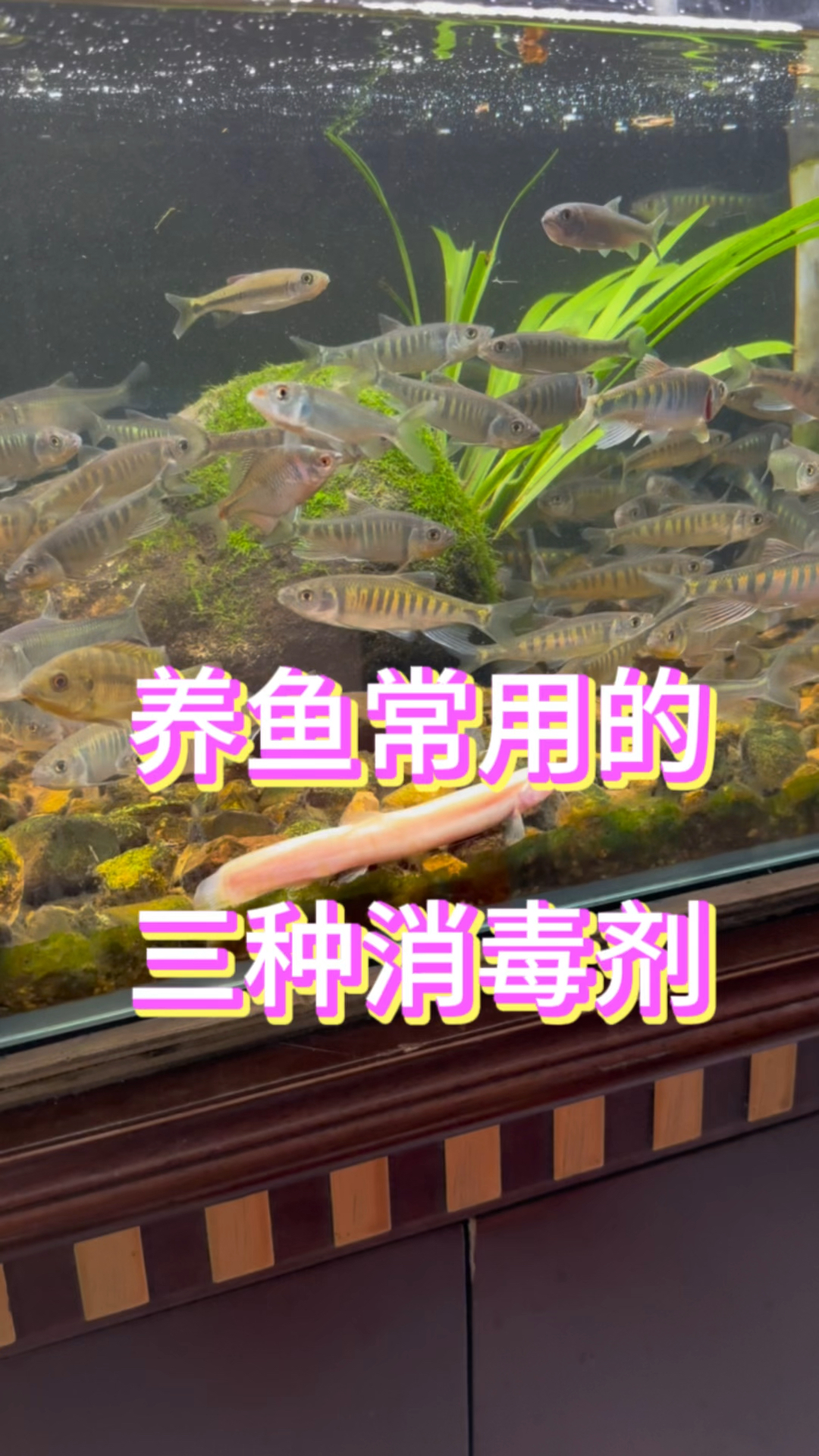 养鱼常用的三种消毒剂,有什么使用区别呢?#水族 #养鱼日记 #鱼缸里的大自然