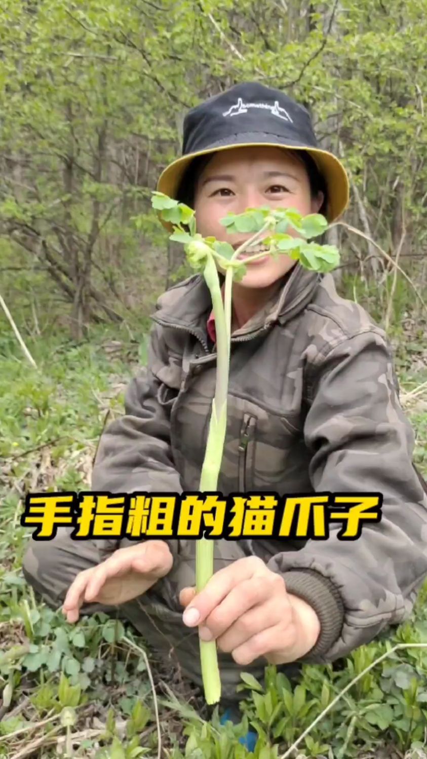 东北山野菜猫爪子