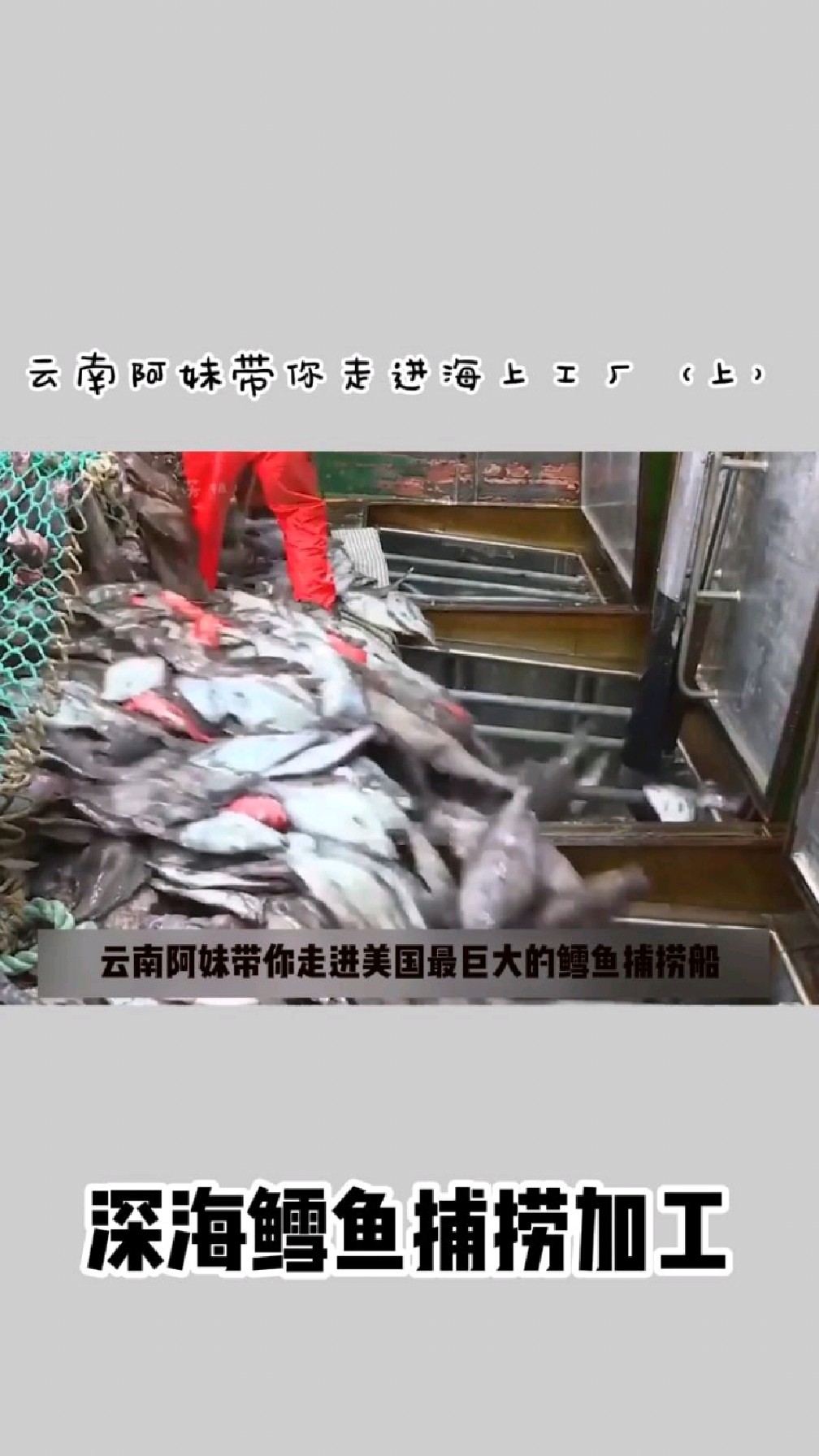 阿妹带你揭秘海上鳕鱼捕捞加工厂
