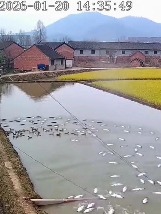 电线杆倒鱼塘里，高压电一进塘，直接 “电鱼” 收获满满