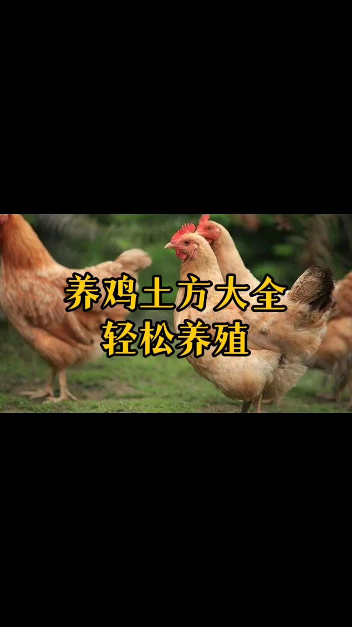 养鸡土方大全 学会轻松养殖