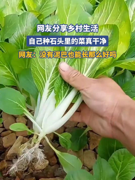网友分享乡村生活，自己种石头里的菜真干净
