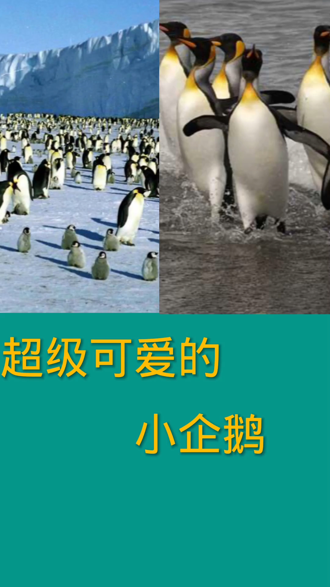 超级可爱的小企鹅