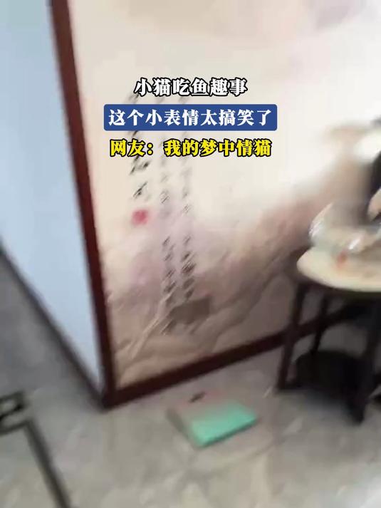 小猫吃鱼趣事,这个小表情太搞笑了,网友:我的梦中情猫
