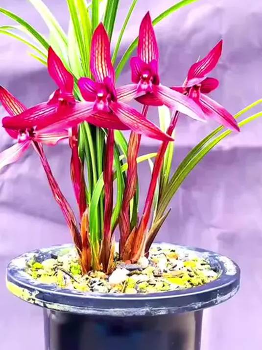 选带花苞铭品兰花,就它没错!国兰精品,美翻啦