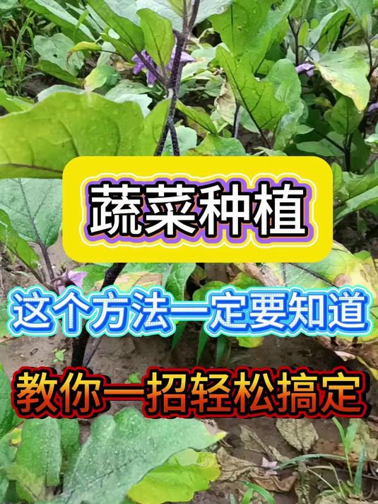 蔬菜种植技巧及病害防治