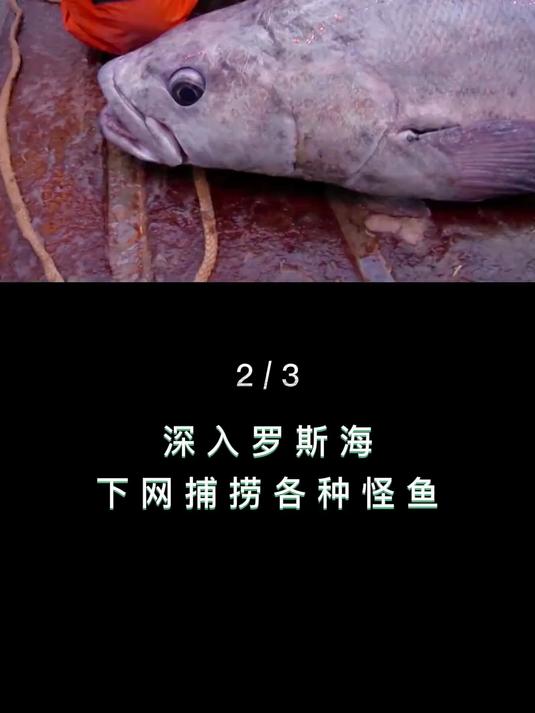 跟随科学家们,一起去南极海域合法捕捞各种奇珍海货 船舶