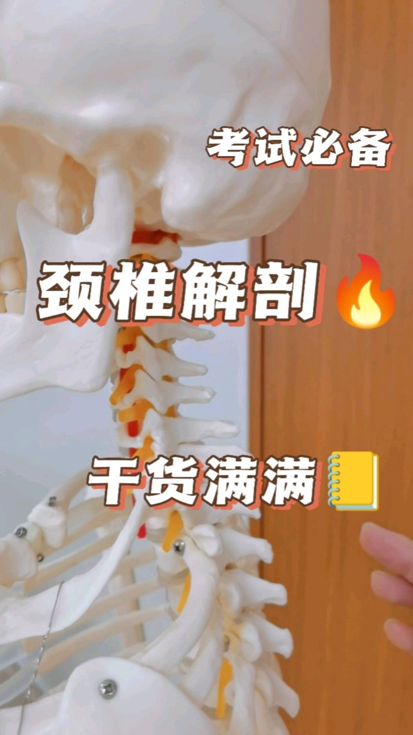 【知识科普】颈椎解剖结构