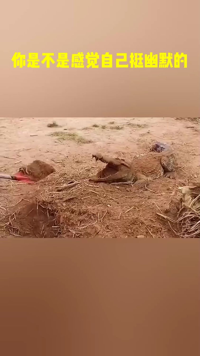 被迫吃土的鳄鱼先生