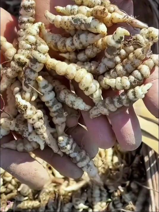 甘露子又叫宝塔菜,形似虫子