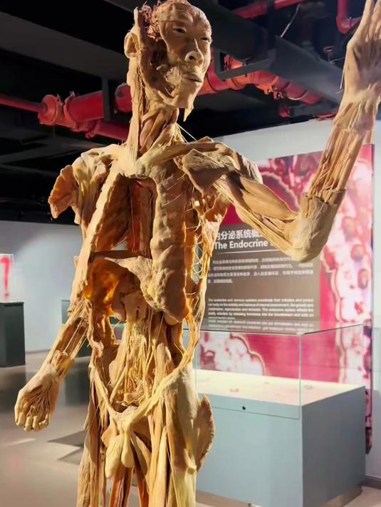 致敬真实大体老师!肾脏对人的重要性