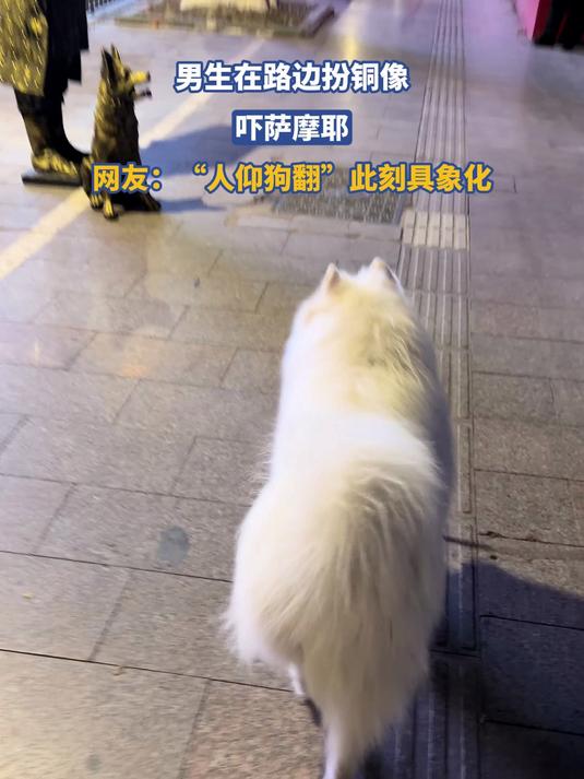 男生在路边扮铜像吓萨摩耶,“人仰狗翻”此刻具象化