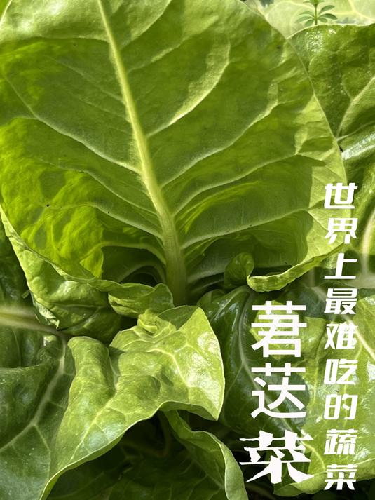 世界上最难吃的古老蔬菜没有之一,莙荙菜的历史人文