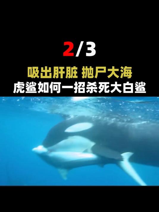 鲨鱼碰上虎鲸动都不动,任凭虎鲸撕咬,这是为什么?