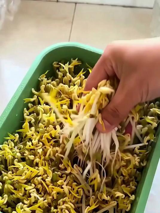 在家自己就能发豆芽,自己做的干净卫生又好吃