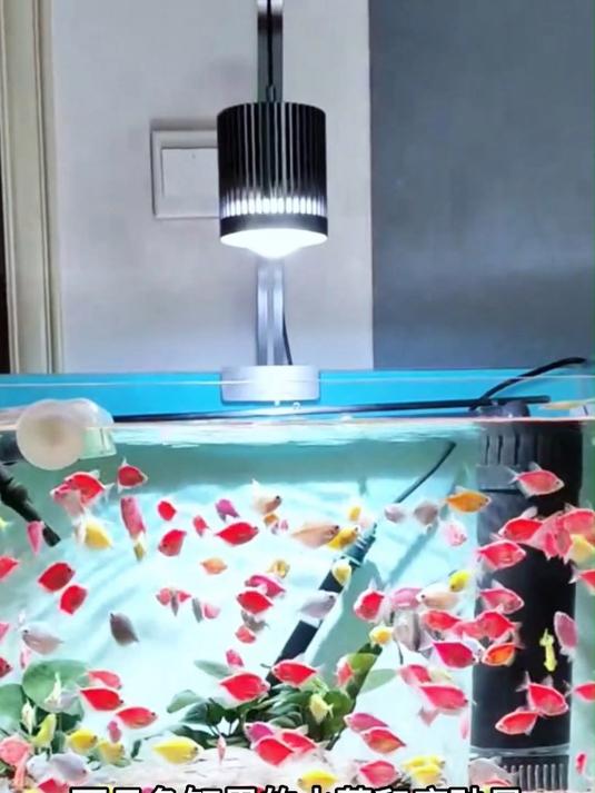 鱼缸翻缸改造,贴上蓝白渐变背景纸氛围感满满