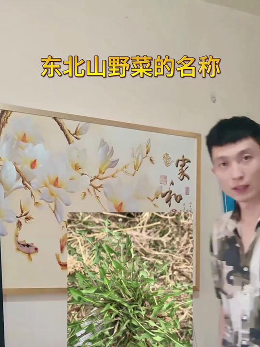 东北山野菜的名称，都认识的话可以说相当有生活了