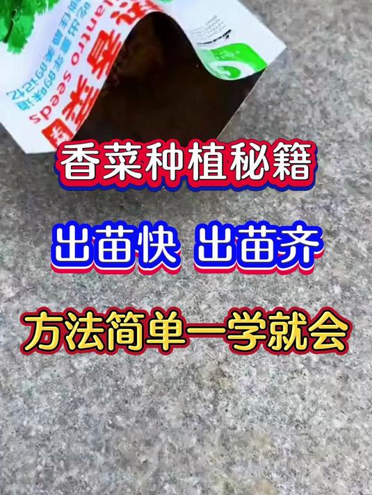 香菜种植出苗快出苗齐出芽率高的秘诀简单方便一学就会