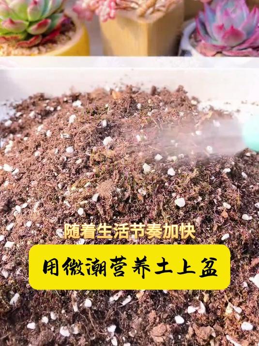 十年老桩钱串子,造型如钱币瀑布墙,吸二手烟还自带财气buff!
