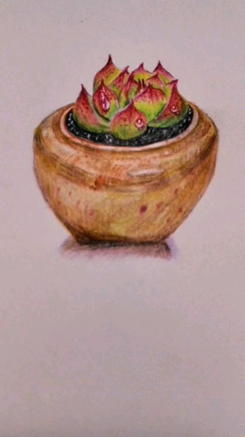 彩铅画:画多肉植物