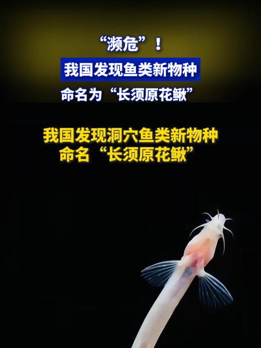 “濒危”!我国发现鱼类新物种,命名为“长须原花鳅”