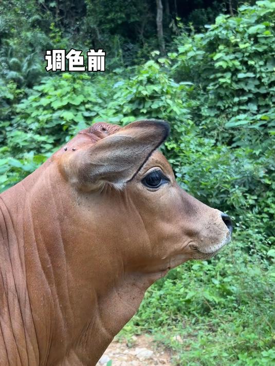 简易调色教程 #调色教程# #牛肉火锅# #牛汤锅# #云南#  