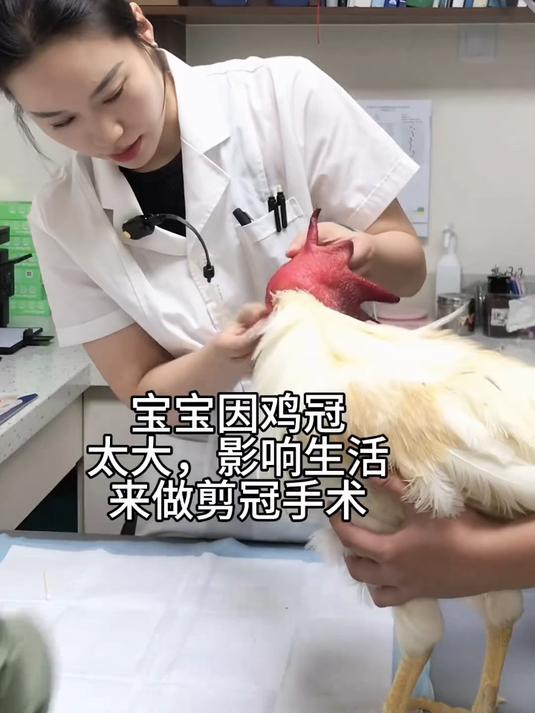 第一次见到公鸡剪冠术,鸡冠太长印象宠物鸡日常生活