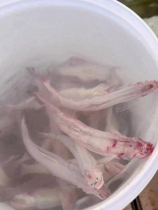 活的龙头鱼,你们见过吗