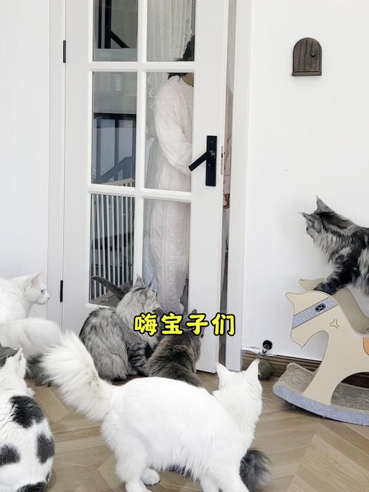 轻松达成生骨肉配方喂养