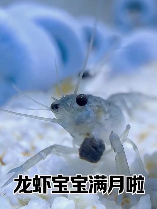 小虾米们满月啦 第二次蜕壳正式开始！