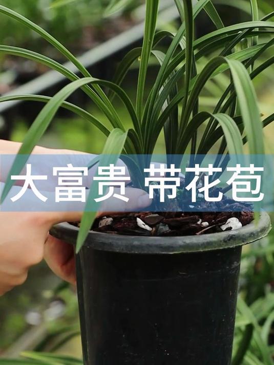 不管摆放在你家哪里都非常好看的兰花