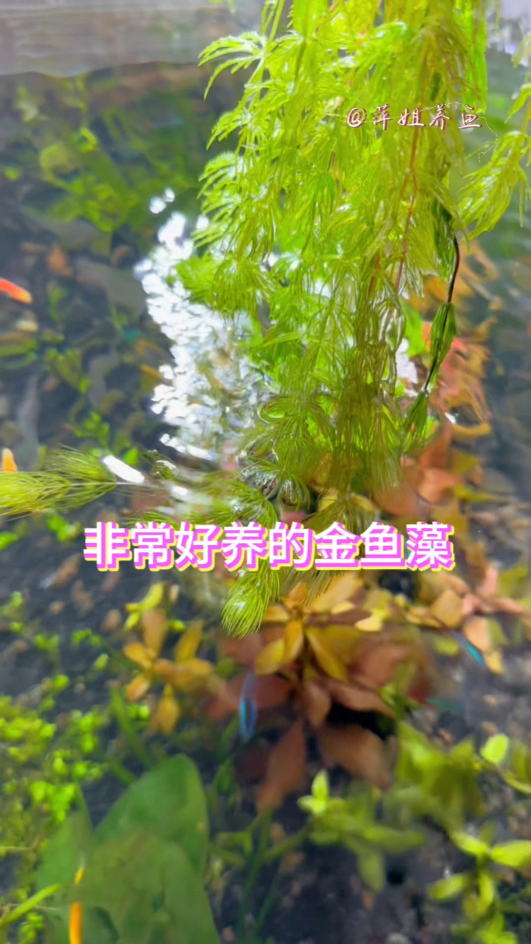 水草里面非常好养的莫过于金鱼藻#水族 #鱼缸里的大自然 #观赏鱼