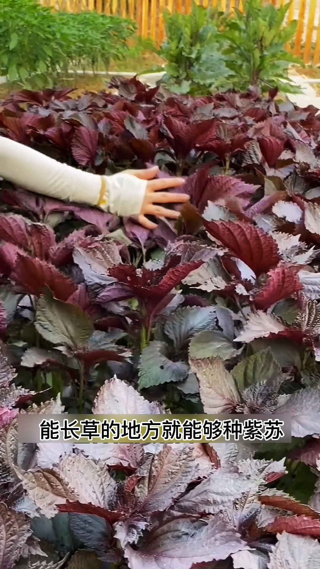 紫苏 叶子可以包烤肉,炒菜,泡茶,常吃好处多多,种一次可以采收3个月