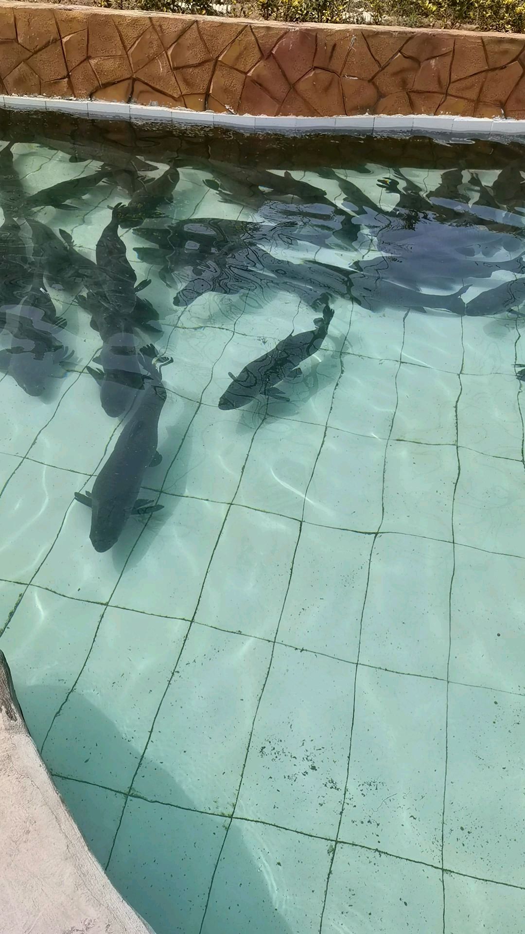 发现一群大青鱼