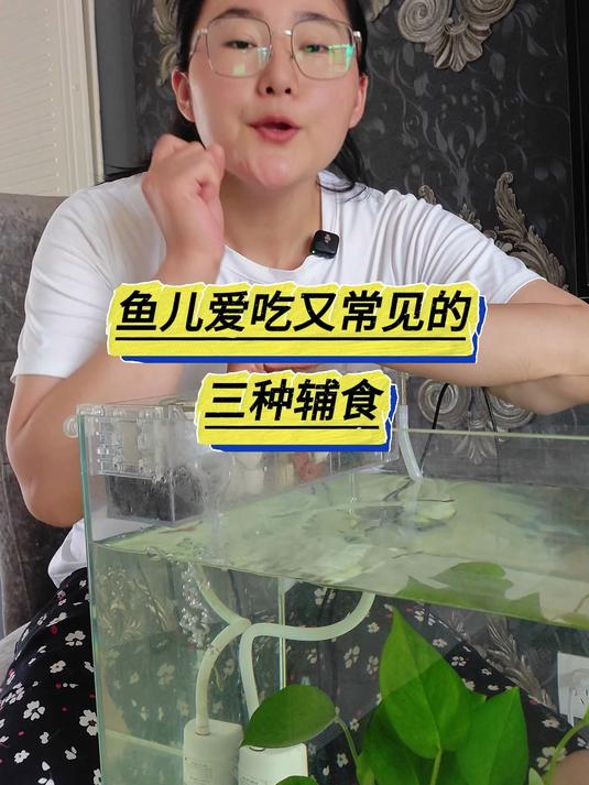 养鱼新手必读,鱼儿爱吃又常见的三种辅食 养鱼日记 观赏鱼
