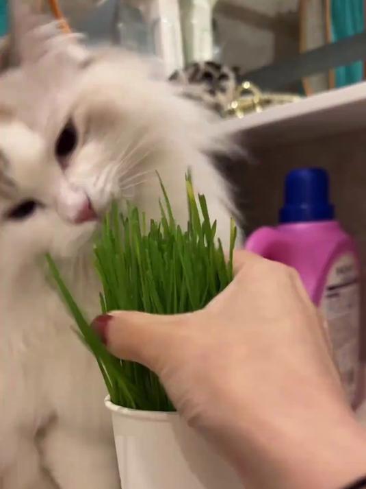 谁不想拥有一个草莓的钥匙扣呢?