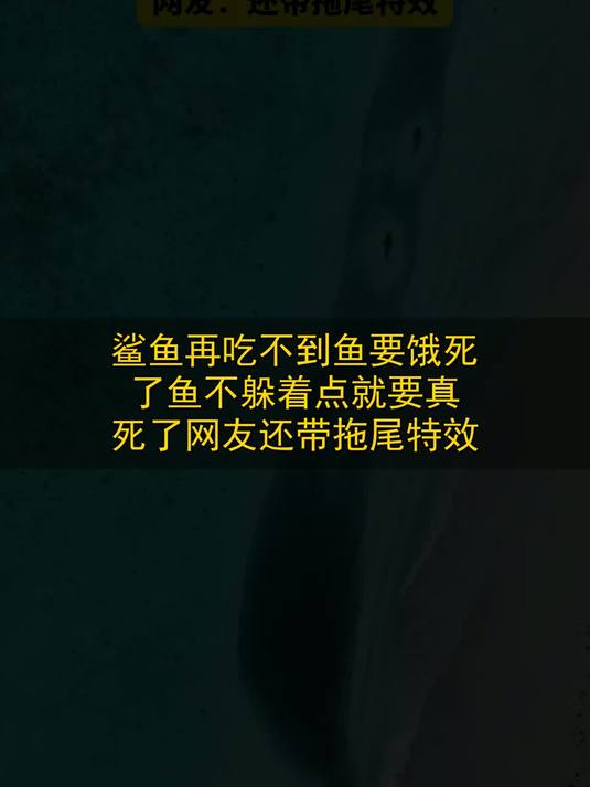 鲨鱼：再吃不到鱼要饿死了，鱼：不躲着点就要真死了，网友：还带拖尾特效