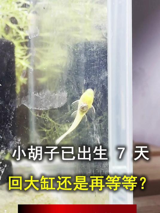 小胡子已出生 7 天,回大缸还是再等等?鱼友困惑求解答