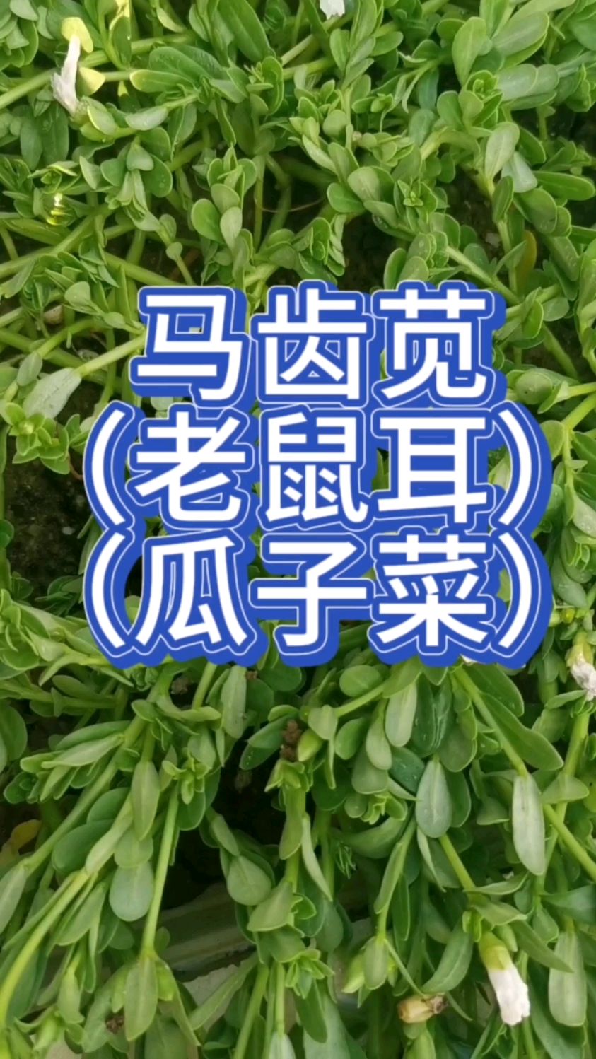 你知道“马齿苋”有几种叫法吗?又叫老鼠耳,也叫瓜子菜,夏天吃好处多
