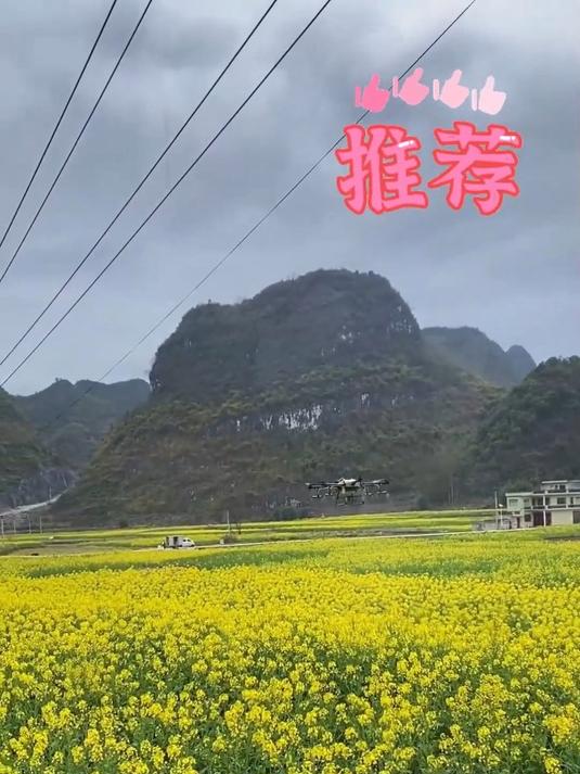 i能让咱的油菜茎秆粗壮,开花多结荚多